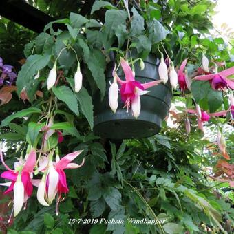 Fuchsia 'Windhapper'