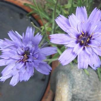 Catananche caerulea 'Major'