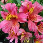 Alstroemeria 'LITTLE MISS Rosalind' - 