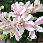 Alstroemeria 'LITTLE MISS Sophie' - 