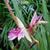 Roscoea x beesiana