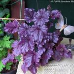 Heuchera 'Shanghai' - Heuchera 'Shanghai'