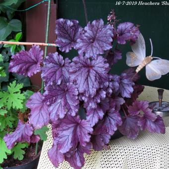 Heuchera 'Shanghai'