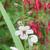 Verbascum blattaria f. albiflorum