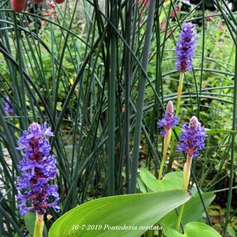 Pontederia cordata