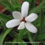 X Rhodoxis 'Hebron Farm Red Eye' - 