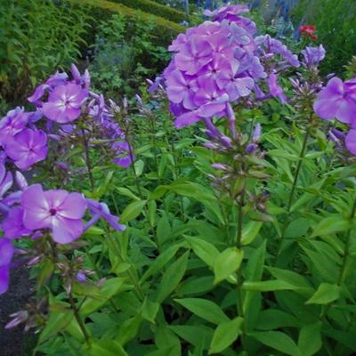 Phlox paniculata 'Amethyst' - Phlox paniculata 'Amethyst'