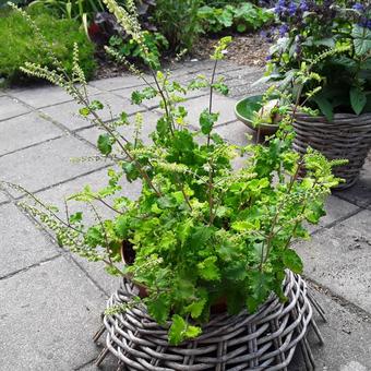 Teucrium scorodonia 'Crispum Marginatum'