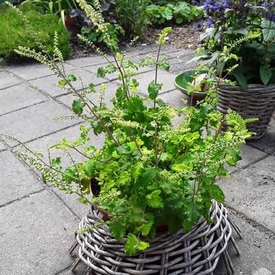 Teucrium scorodonia 'Crispum Marginatum' - 