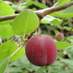 Prunus cerasifera - Kirschpflaume - Prunus cerasifera