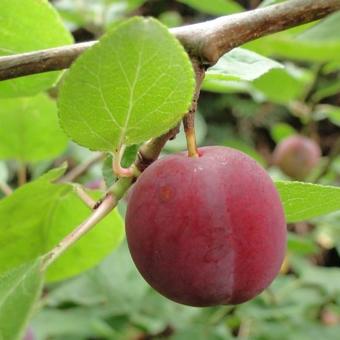 Prunus cerasifera