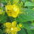 Hypericum 'MIRACLE Blossom'