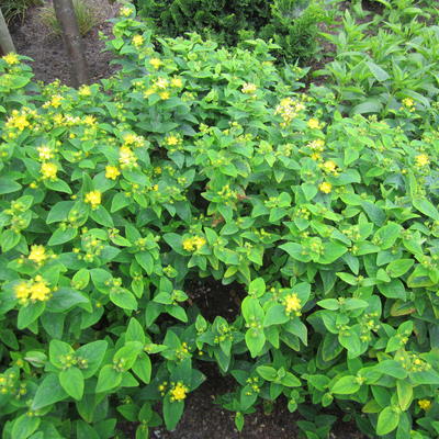 Hypericum 'MIRACLE Blossom' - 