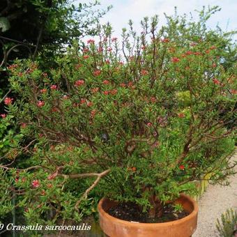 Crassula sarcocaulis