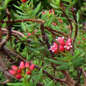 Crassula sarcocaulis