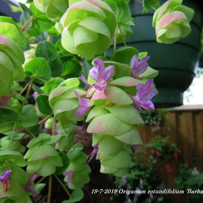 Origanum rotundifolium 'Barbara Tingey' - 