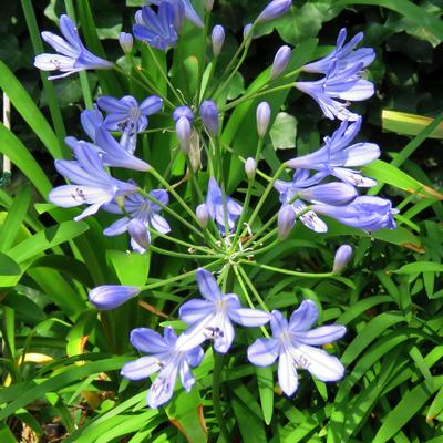 Agapanthus africanus 'Peter Pan' - 