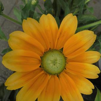 Rudbeckia hirta 'Prairie Sun'