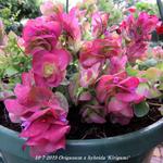 Origanum x hybrida 'Kirigami' - 