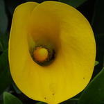 Zantedeschia elliottiana - 