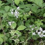 Rubus fruticosus - Brombeeren