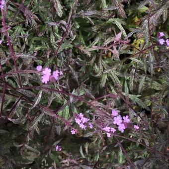 Verbena officinalis var. grandiflora 'Bampton