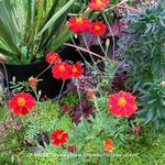 Tagetes patula 'Cinnabar' (Dixter strain) - 