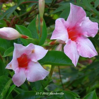 Mandevilla