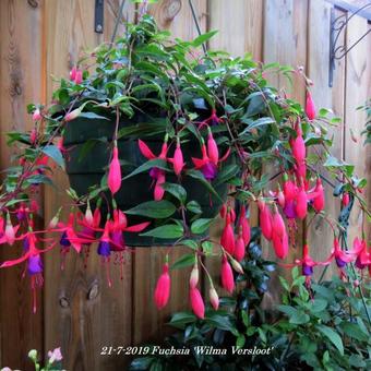 Fuchsia 'Wilma Versloot'