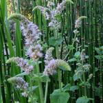 Mentha rotundifolia  - 