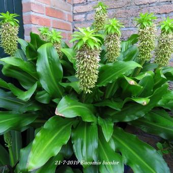 Eucomis bicolor