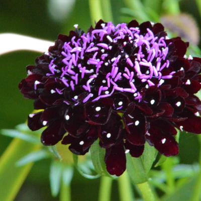 Scabiosa atropurpurea 'Black Knight' - 