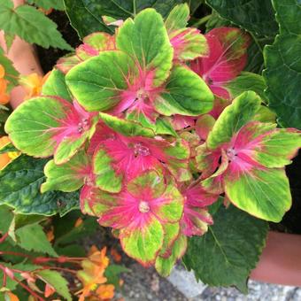 Hydrangea macrophylla 'Schloss Wackerbarth'