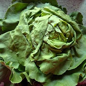 Lactuca sativa 'Assam'