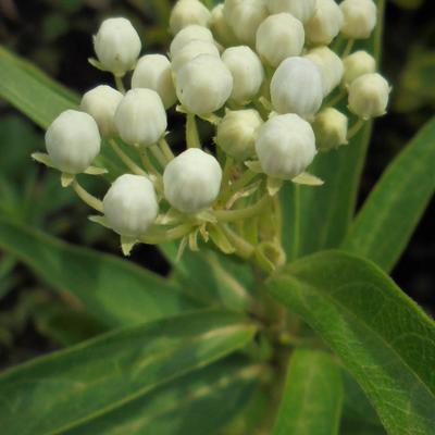 Asclepias incarnata 'Ice Ballet' - Asclepias incarnata 'Ice Ballet'