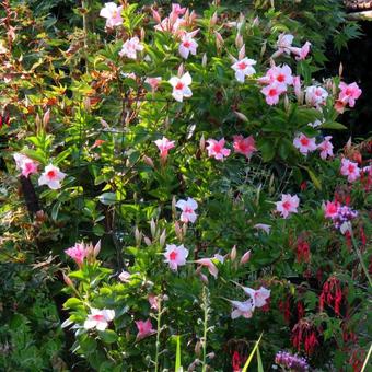 Mandevilla