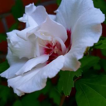 Hibiscus syriacus 'Lady Stanley'