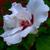 Hibiscus syriacus 'Lady Stanley'