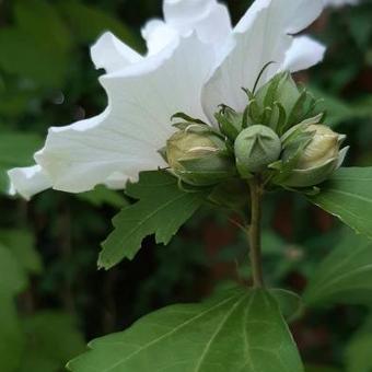 Hibiscus syriacus 'Lady Stanley'