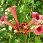 Campsis radicans 'Flamenco' - Campsis radicans 'Flamenco'