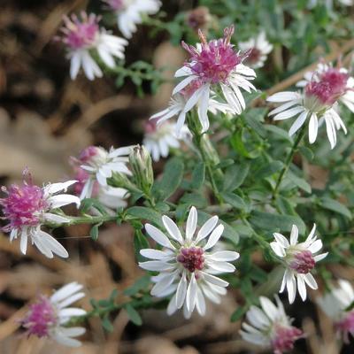 ASTER LAT. 'PRINCE' - Aster lateriflorus 'Prince'