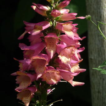 Digitalis x valinii 'Foxlight Rose Ivory'