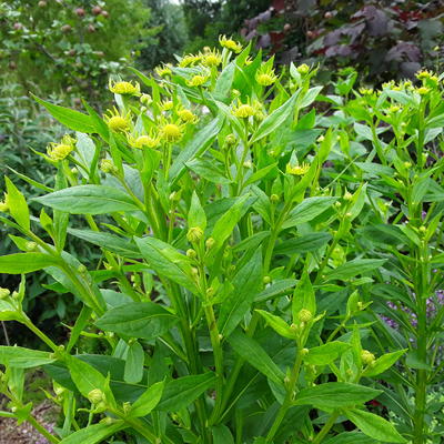 Helenium 'Kanaria'