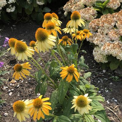 Echinacea purpurea 'Cleopatra' - 