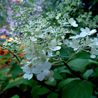 Hydrangea paniculata 'Diamantino' - Hydrangea paniculata 'Diamantino'