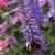 Veronica longifolia 'Blauriesin'