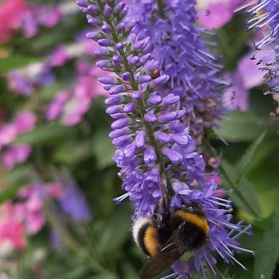 Veronica longifolia 'Blauriesin' - Veronica longifolia 'Blauriesin'