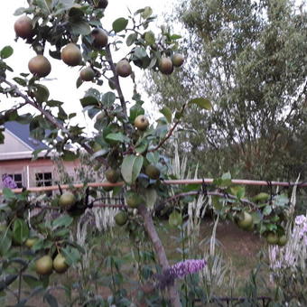 Pyrus communis 'Pitmaston Duchesse'