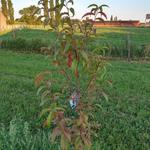 Prunus persica 'Redhaven' - 