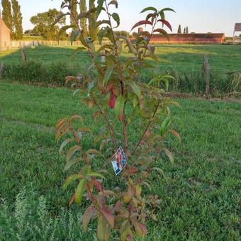 Prunus persica 'Redhaven'